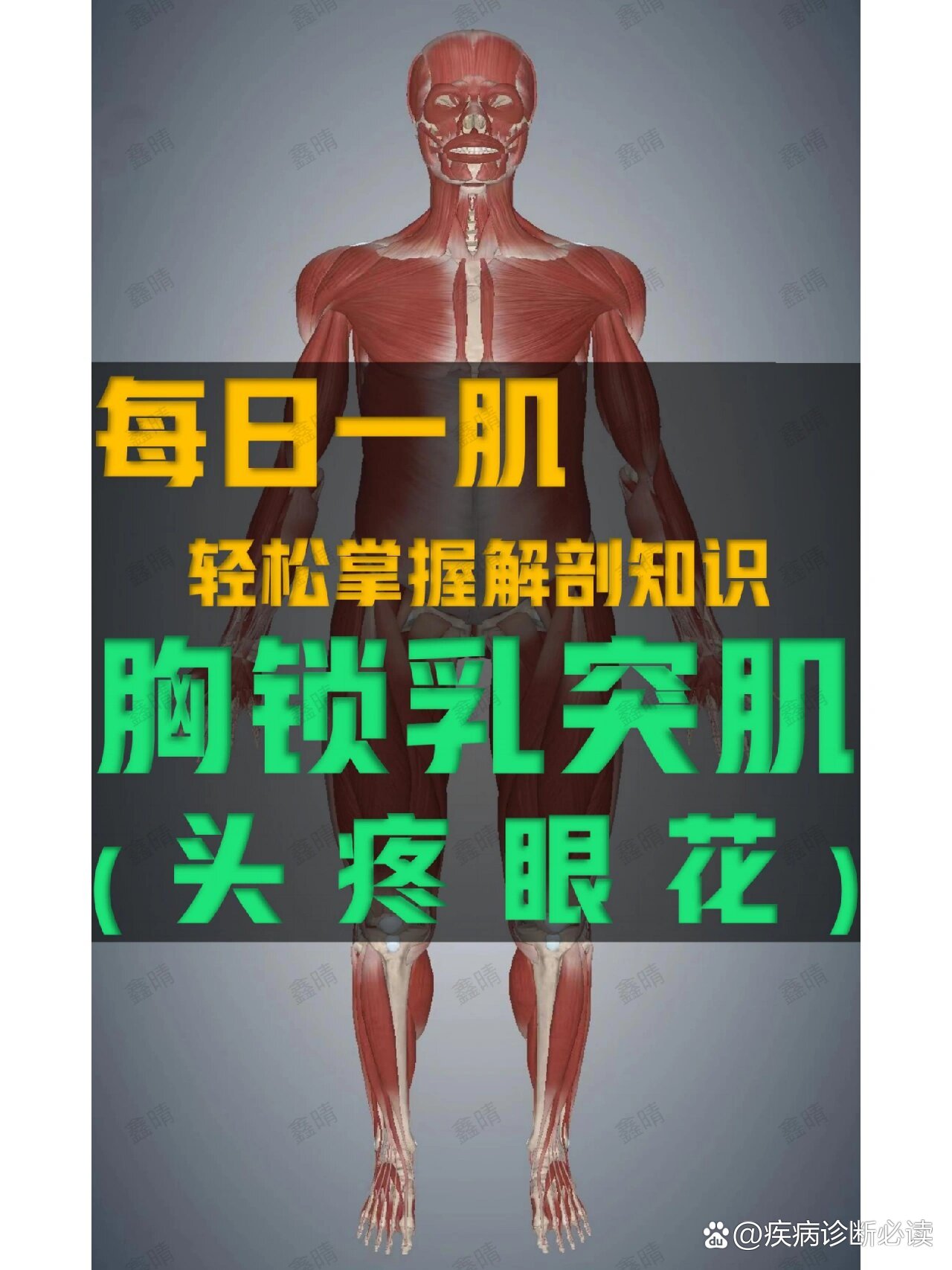 肌肉解剖安卓版阿尔罗训练师安卓版下载-第1张图片-太平洋在线下载